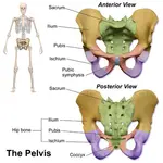 symphysis-pubis-dysfunction-spd-help-2