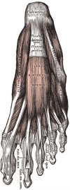 Planter Fasciitis Treatment