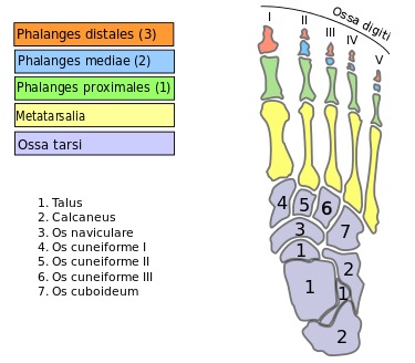 Toe Joint Pain Relief