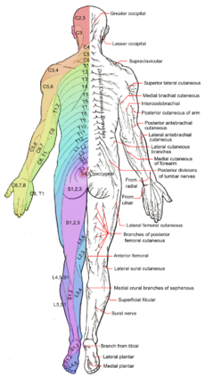 big toe nerve pathway